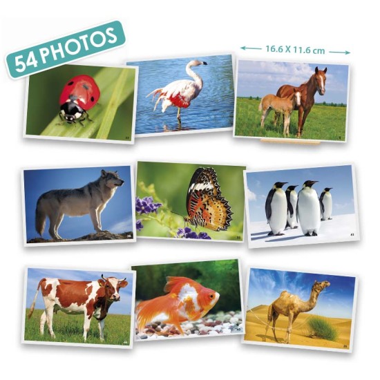 ΕΙΚΟΝΕΣ ΛΕΞΙΛΟΓΙΟΥ: ΖΩΑ ΤΗΣ ΦΥΣΗΣ