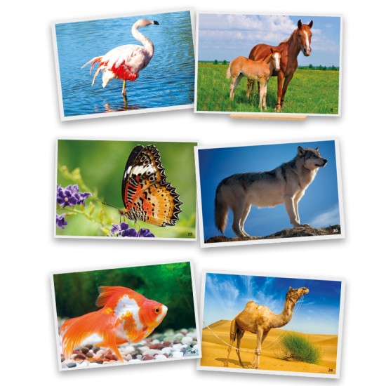 ΕΙΚΟΝΕΣ ΛΕΞΙΛΟΓΙΟΥ: ΖΩΑ ΤΗΣ ΦΥΣΗΣ