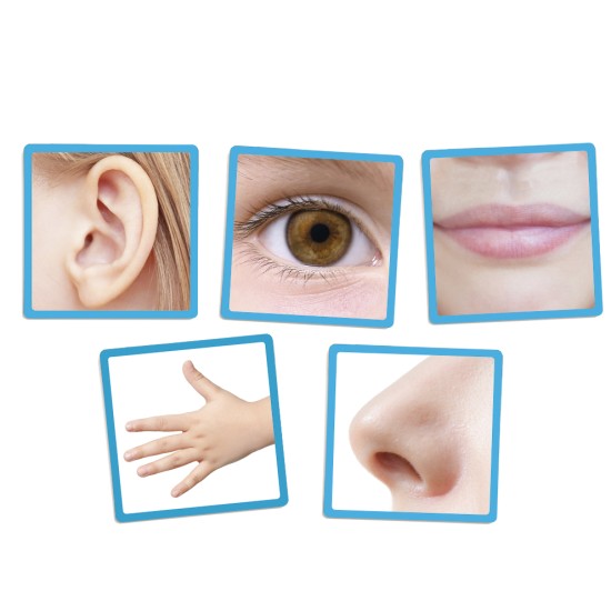 ΑΝΑΓΝΩΡΙΖΩ & ΣΥΣΧΕΤΙΖΩ: ΤΙΣ 5 ΑΙΣΘΗΣΕΙΣ