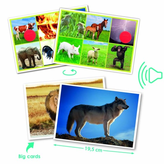 ΛΟΤΤΟ ΑΝΑΓΝΩΡΙΣΗΣ ΗΧΩΝ: ΖΩΑ & ΦΥΣΙΚΟ ΠΕΡΙΒΑΛΛΟΝ