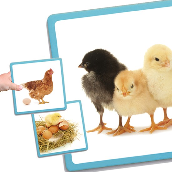 ΧΡΟΝΙΚΕΣ ΑΚΟΛΟΥΘΙΕΣ "Η ΑΝΑΠΤΥΞΗ ΣΤΗ ΦΥΣΗ" ΕΞΕΛΙΞΗ ΣΕ 3 ΒΗΜΑΤΑ