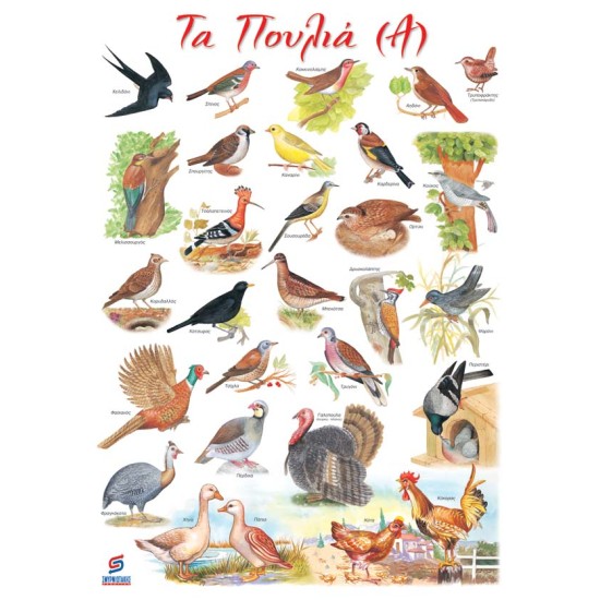 ΤΑ ΠΟΥΛΙΑ (Α) ΜΙΚΡΑ